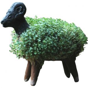 Cress Growing Sheep