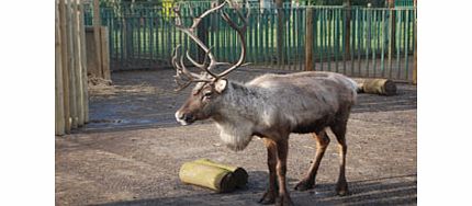 With thisfantastic treatfrom the award winning Paradise Wildlife Park Hertfordshire, you can adopt a Reindeer. Not just for Christmas, Reindeers need round the year care from the expert zoo keepers, and by adopting one you are helping the zoo conti