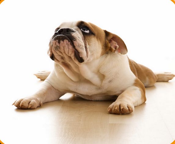 ?? Dog Training Master