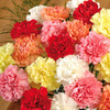 0 Classic Carnations
