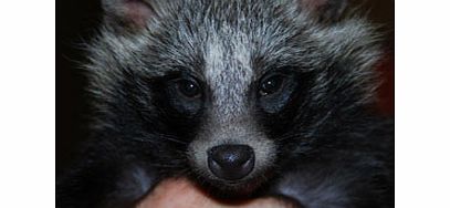 2 for 1 Raccoon Dog and Meerkat Experience