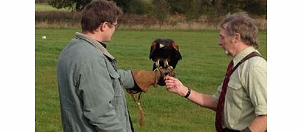 3 Hour Birds of Prey Day Special Offer
