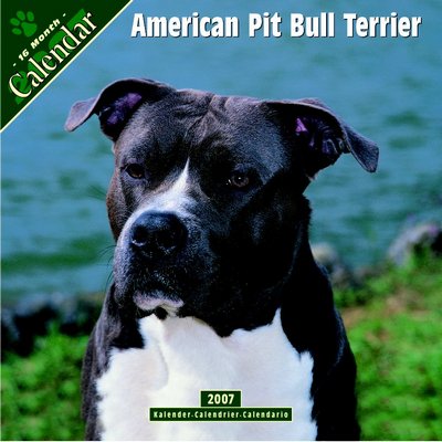 365 Calendars 2006 American Pit Bull Terrier calendar