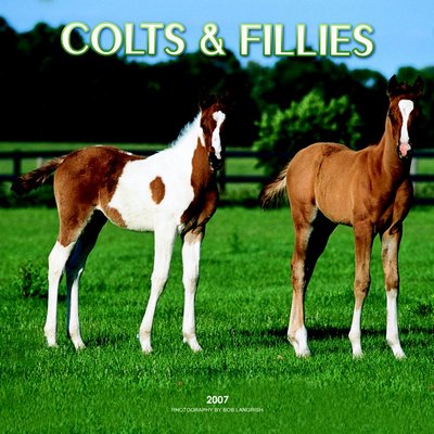 365 Calendars 2006 Colts and Fillies 2006 Calendar