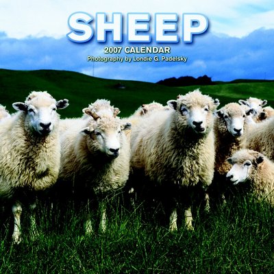 365 Calendars 2006 Sheep 2006 Calendar
