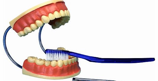 3B Scientific Giant Dental Care Model 3 Times Life Size