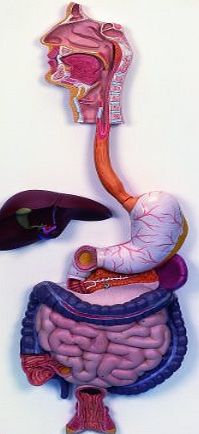 3B Scientific Human Anatomy - Digestive System Model, 3 Part