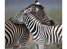 Day Safari From Cape Town - Single Adult