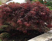 Acer Palmatum Plants - Collection