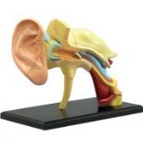 Addject Puzzle Ear Anatomy Model