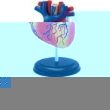 Addject Puzzle Heart Anatomy Model