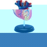 Puzzle Heart Anatomy Model