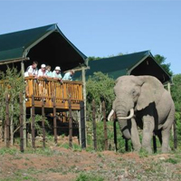Addo Elephant Park  - Full Day Addo Elephant Park - Full Day
