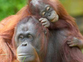 Adventure honeymoon in Borneo