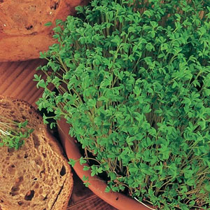 alan titchmarsh Cress Sprint Seeds