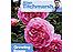 Titchmarsh How to Garden: Growing Roses
