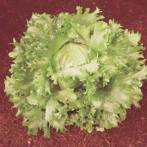 alan titchmarsh Lettuce Ice king Seeds