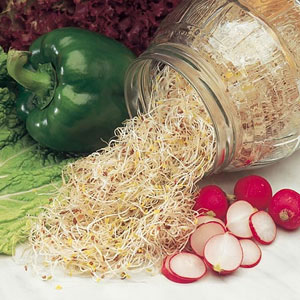 alan titchmarsh Sprouting Alfalfa Seeds