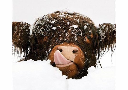 Almanac Gallery Charity Christmas Cards (ALM1683) In Aid Of The Multiple Sclerosis Trust - Snow Cow - Pack Of 8 Cards
