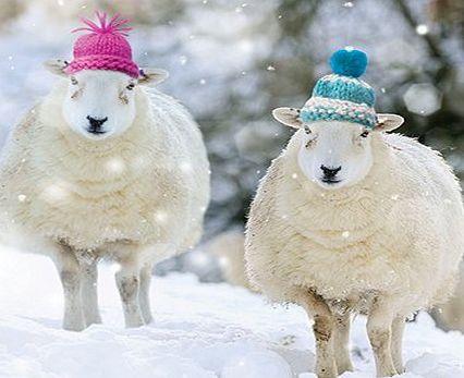 Almanac Gallery Charity Christmas Cards (ALM8682) In Aid Of The National Autistic Society - Sheep in Woolly Hats - Pack Of 8 Cards