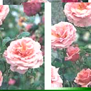 Aloha - Climbing Rose