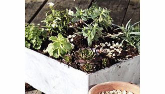 Alpine Planter