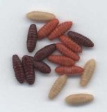 Anchor Carp Logic Mimiks Casters