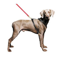 Ancol Nylon Dog Harness Blue X-Large Size 8-9