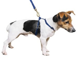 Ancol Nylon Small Harness (Blue)