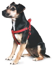Ancol Pet Products Ancol Red Padded Nylon Harness