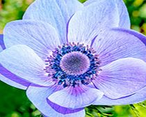 Anemone coronaria Bulbs - Mr Fokker