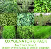 Anglo Aquatic OXYGENATOR Plants Pack of 6 (9cm Pots)