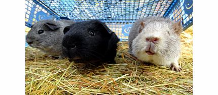 Carer Mini Experience for One Child