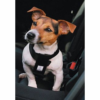 AnimalCare Dog Car Harness (Large)