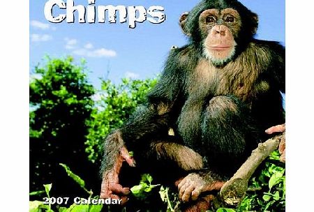 Animals Chimps 2006 Calendar