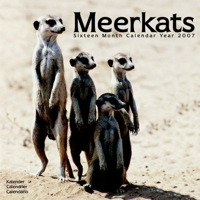 Animals Meer Kats 2006 Calendar