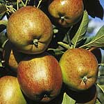 apple Braeburn (Clone Helena)