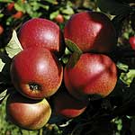 apple Red Falstaff
