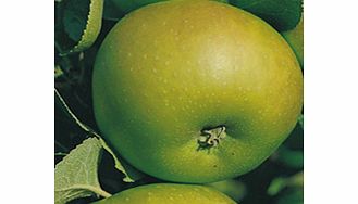 APPLE Tree - Bramley (Clone 20)
