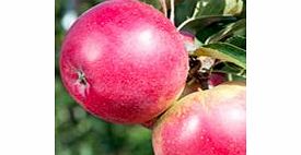 Tree - Worcester Pearmain