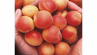 Apricot Tree - Petit Muscat