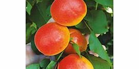 Apricot Tree - Sunnycot