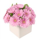 Arena Flowers Gerbera Gem