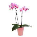 Arena Flowers Pink Orchid