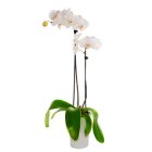 Arena Flowers White Orchid