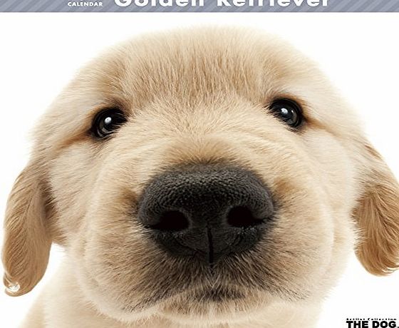 Artlist Collection THE DOG and Friends THE DOG Wall Calendar 2017 Golden Retriever