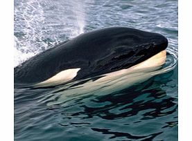 Whale & Dolphin Safari - Child