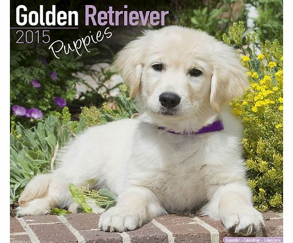 Avonside Publishing Golden Retriever Puppies 2015 Wall Calendar