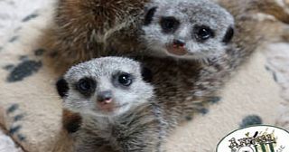 Baby Meerkat Experience for Two Special Offer