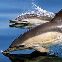 Jumbo Tours - Fuerteventura South Bala Roja